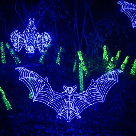 chauve-souris