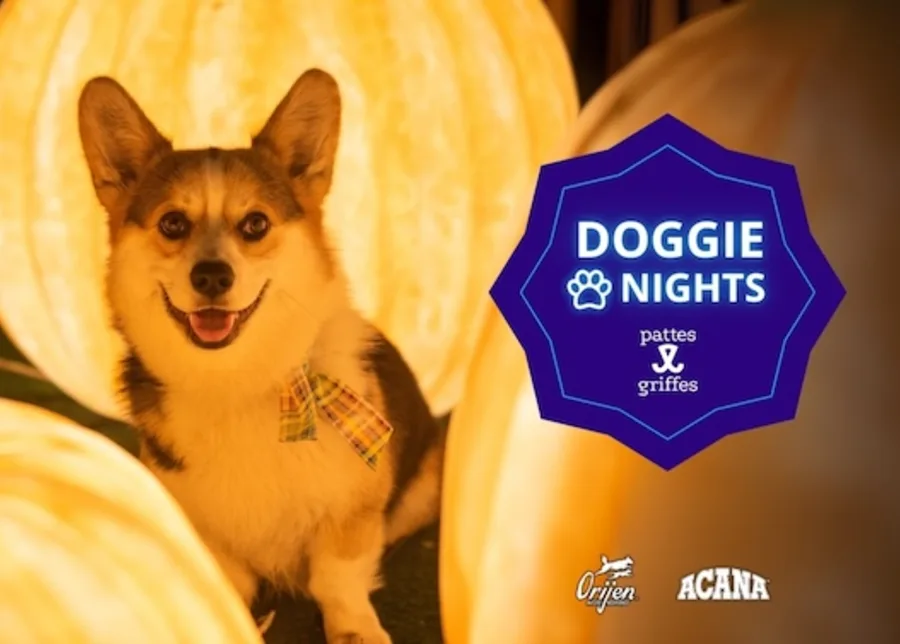 dog night
