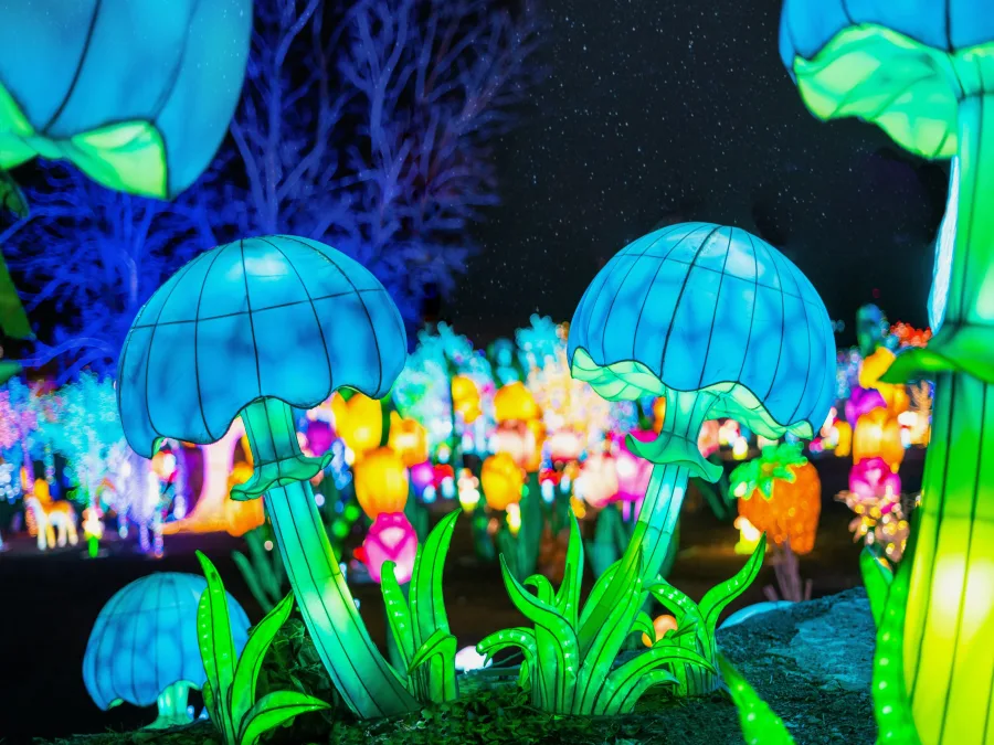 A Dazzling Experience of Light and Wonder