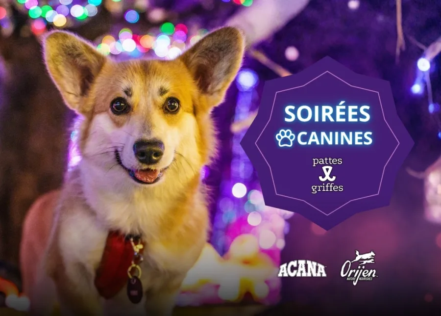 Soirees canines