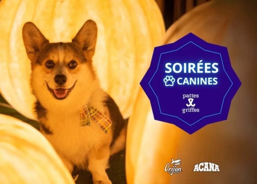 Soirees canines
